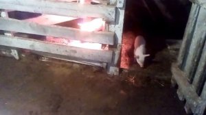 Сколько весит поросёнок в месяц