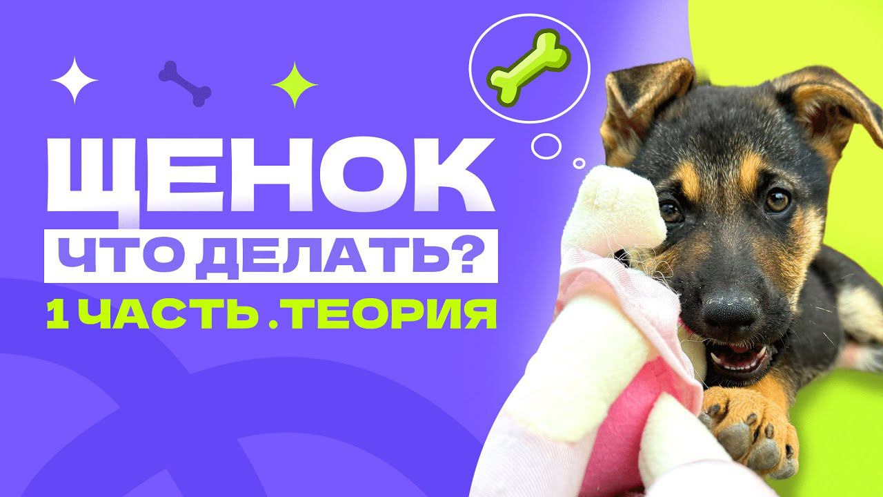 МИР ДРУЖБА СОБАЧКА | Kinologinya