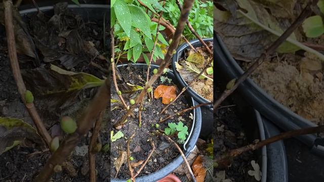 Гортензия крупнолистная-декабрь-время для черенкования и посадки…#гортензия#выращиваниегортензии смотреть онлайн