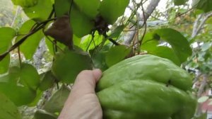 Сбор урожая чайота