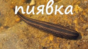 Обитатели РЕЧНОГО ДНА для детей | Изучаем обитателей морского дна