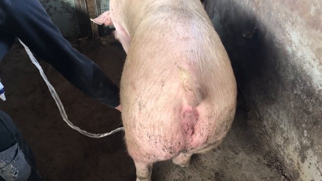 ДАНИЯ_РАБОТА НА СВИНОФЕРМЕ_ПРОВЕРКА СВИНОМАТОК ПЕРЕД ОТПРАВКОЙ смотреть онлайн