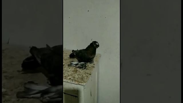 Узбекские двухчубые голуби. Tauben. Pigeons