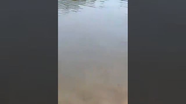 Вау 3 ий день в Паттайе ЗООПАРКЕ круто смотреть онлайн