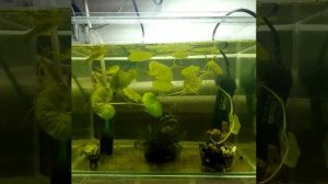 Разведение микрорасбор галактик. Личный опыт.