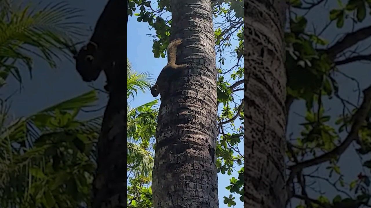 Squirrel in Bali смотреть онлайн