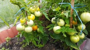 #томаты. Сибирский скороспелый. Поспевают. 6 июля.
