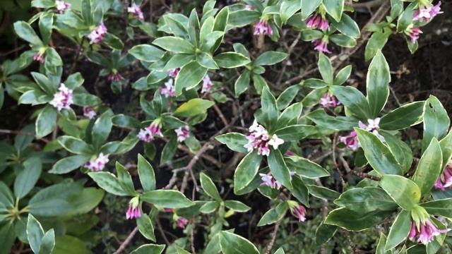 Daphne odora Aureomarginata ou Bois-joli Un parfum qui embaume tout le jardin смотреть онлайн