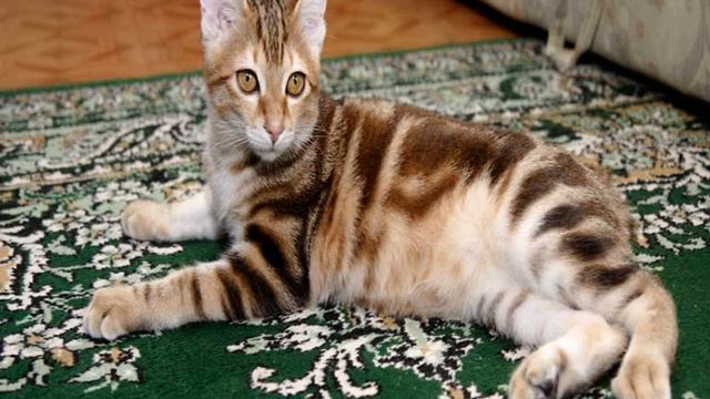 kurilian bobtail cat pictures смотреть онлайн