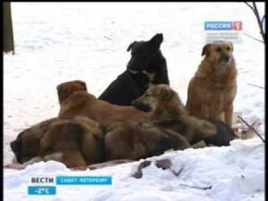 Как вести себя с бродячими собаками?