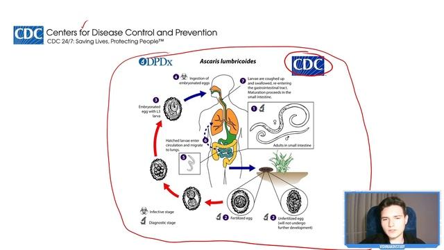 КАК ПОДГОТОВИТЬСЯ К БИОЛОГИИ В МЕДЕ? смотреть онлайн