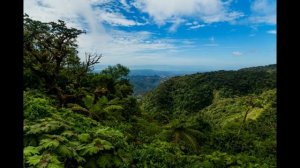 Jungle noise | Шум джунглей | Jungle sounds | Звук леса