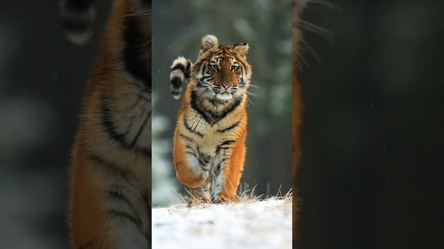 Siberian tiger run #tiger #animals #shorts смотреть онлайн