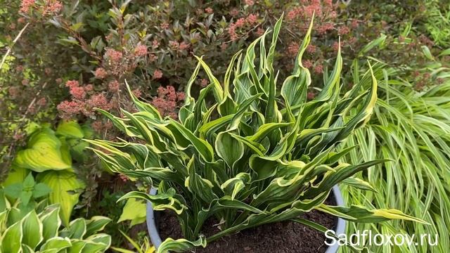 Оригинальная хоста Hands Up (Хендс Ап) смотреть онлайн