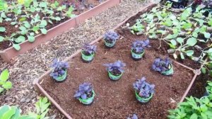 Базилик - выращивание из семян