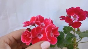 Цветение зональной пеларгонии Тоскана Таммо, ПАК Вельвет, Хот Спот Коралл