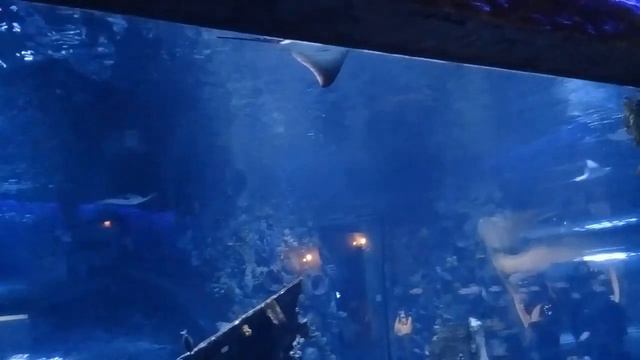 Ташкентский океанариум в Magic City, 02.01.2023 г. смотреть онлайн