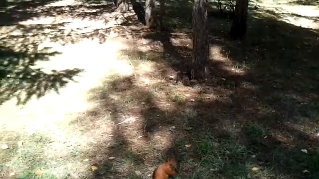 В омских парках белки готовятся к приходу зимы смотреть онлайн