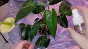ИЗБАВИЛАСЬ НАВСЕГДА от ПАУТИННОГО КЛЕЩА на антуриуме, розах и других растениях, 3 средства
