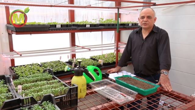 Посев и выращивание стевии. смотреть онлайн
