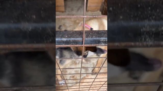 А вы знаете, чем пахнет собака?? смотреть онлайн