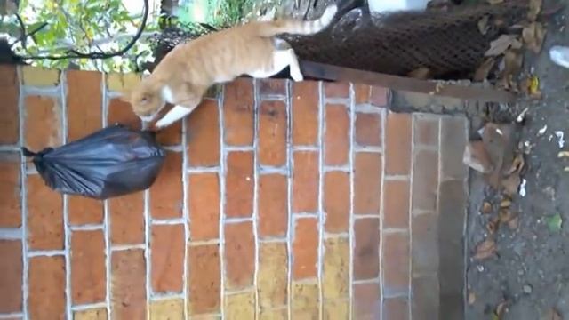 Коты воришки