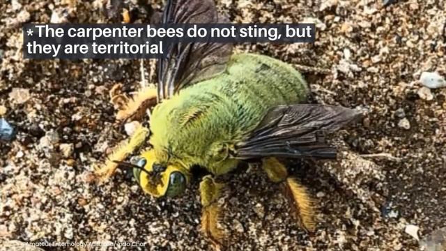 Stunning Large GREEN BEE Found in Australia смотреть онлайн