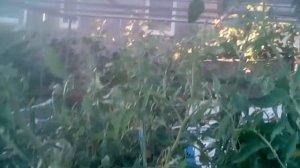 Томат розовый перцевидный