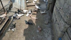 Мраморные носочубые и двухчубые бойные Голуби: В Гостях у Руслана!