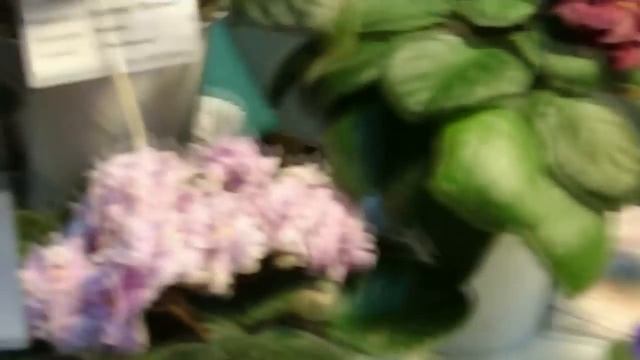 Выставка фиалок в Ровно.Вы такие сорта фиалок вряд ли где увидите. смотреть онлайн