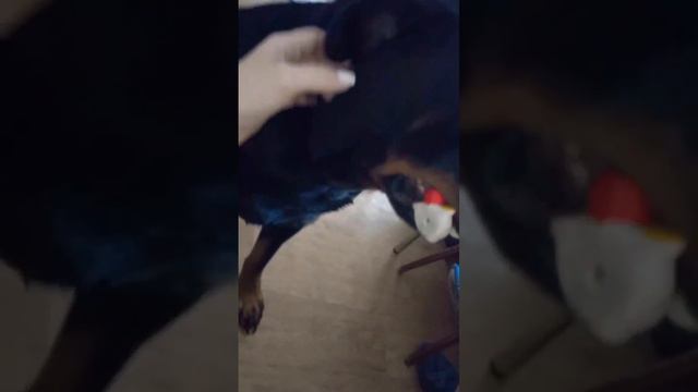 Ротвейлер милашка😍 смотреть онлайн