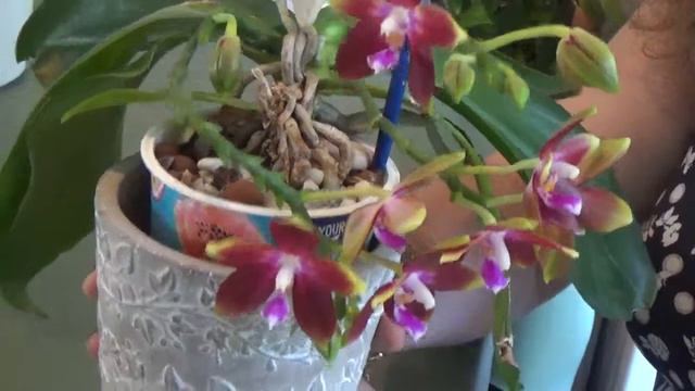 Orchid Spotlight Tying Shin Fly Eagle 2022 смотреть онлайн