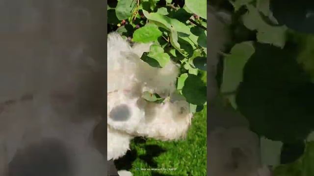 Richard and Amelanchier lamarckii 1 смотреть онлайн