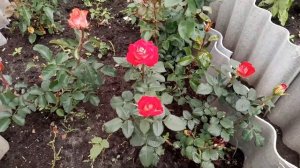 Обзор чайно-гибридных роз Нью Фешн в цветнике