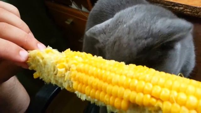Видео выходного дня #1 Кошка ест качан кукурузы смотреть онлайн