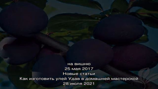 Прививка абрикоса на сливу в расщеп и методом улучшенной копулировки смотреть онлайн