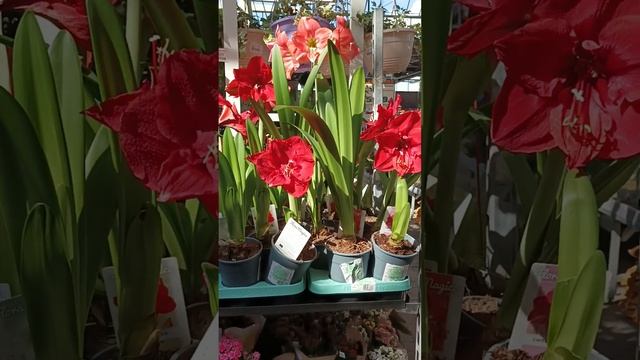 ОБИ. смотрю ассортимент цветов. Нижний Новгород. смотреть онлайн