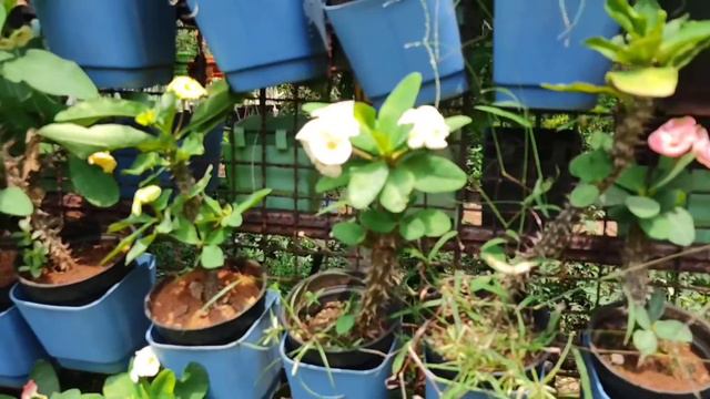 bhuvana nursery orchid plants adenium plant смотреть онлайн
