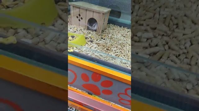 ВЛОГ в Зоомагазине "Четыре лапы". /Вещи для попугаев??? смотреть онлайн