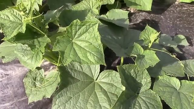 Огурцы на плёнке. Следим за ростом в середине июня. смотреть онлайн