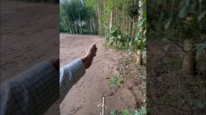 Расчистка участка от подлеска. Лесной мульчер, ротоватор, почвофреза, трамбовка. День работы.