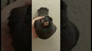 Красивые голуби для души! Желтый. Жук. Чин. Белые. Красные. Двухчубые голуби. Tauben. Pigeons