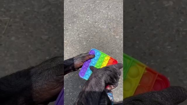 Эти смешные животные смешат меня каждый день ??? Минутка смеха №9 ?? #shorts.mp4 смотреть онлайн