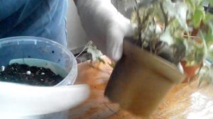 Плющ (Хедера). Пересадка, уход, размножение.