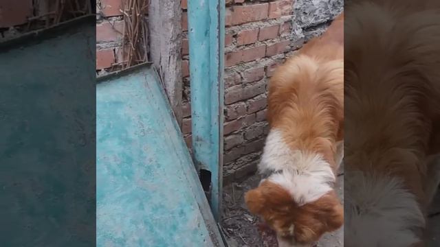 Весна 2019г Каплан Чемпион ЮФО. смотреть онлайн