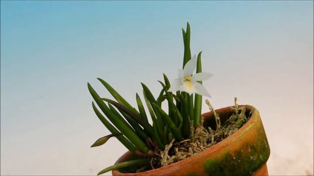 Leptotes Tenuis    White