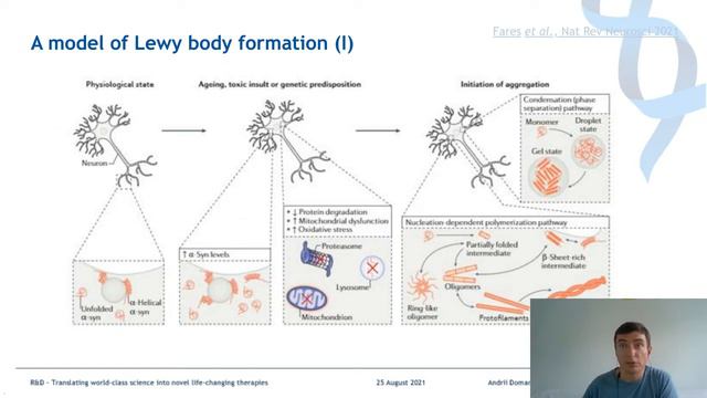 Alpha-synuclein Aggregation in Parkinson's Disease - Is it Relevant and How can we Model it? смотреть онлайн