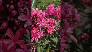 молодежь флокса Клеопатра