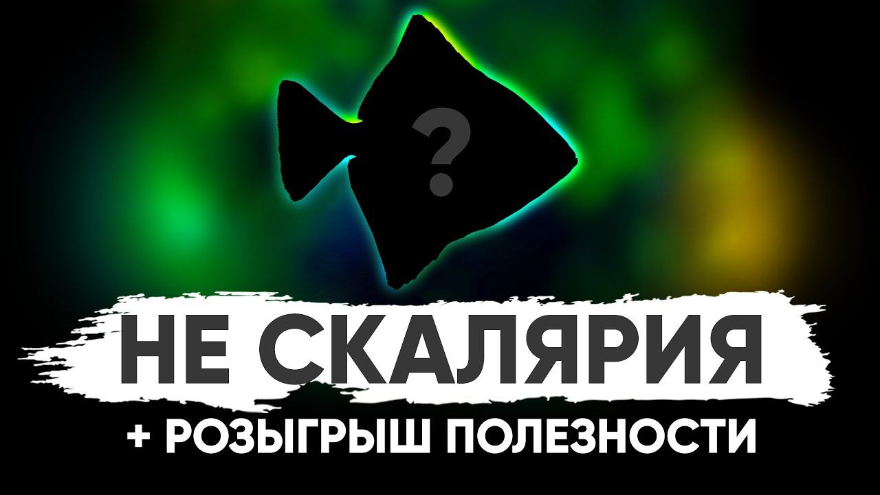 Не скалярия смотреть онлайн