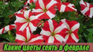 Что посеять в феврале Самые популярные цветочные культуры, которые сеют на рассаду в феврале